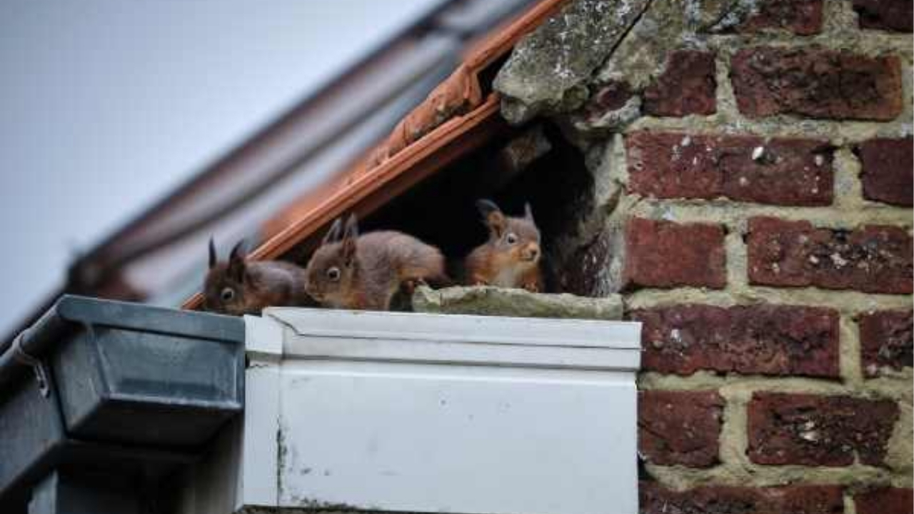 Animal Removal In Atlanta by Clean Air Duct Cleaning