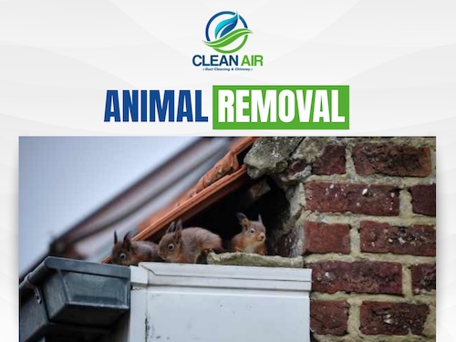 Animal Removal In Atlanta by Clean Air Duct Cleaning